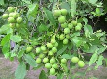 Altay qoz ağacı