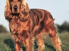 Koker spaniel