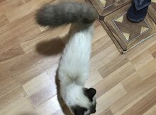 Siam pişiyi