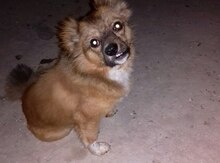 Pekines