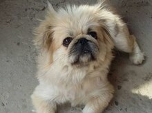 Pekines