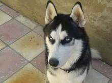 Haski
