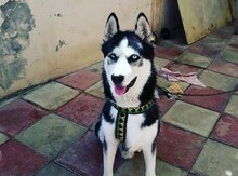 Haski