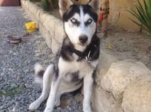 Haski