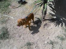 Koker spaniel