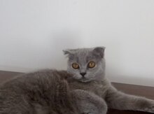 Şotland pişiyi