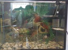Akvarium