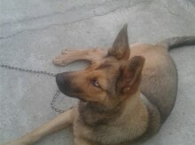 Haski