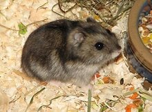 Cunqarik