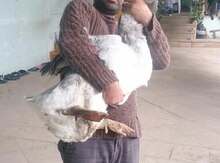 "Xalmaqor" qazı