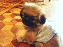 Pekines
