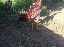 Becə