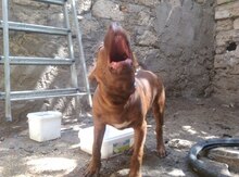 Pitbul