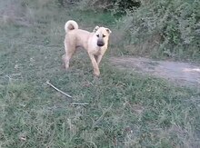 Kangal