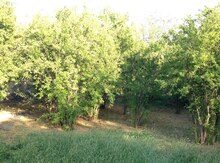 18 sot torpaq sahəsi, Ağdaş r.