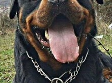 Rotveyler (cütləşmək üçün)