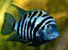 Balıq "Zebra"