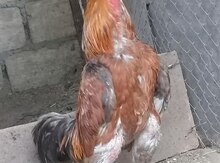 Heyrati xoruz