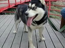 Haski (cütləşmək üçün)