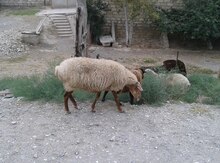 Qoyunlar