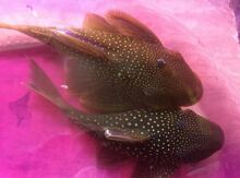 Hemiancistrus