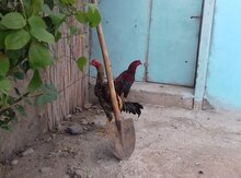 Heyratı xoruzu