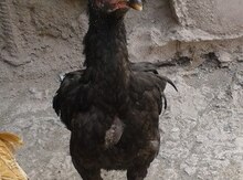 Heyratı xoruz və toyuq