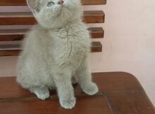 Шотландские котята прямоухие