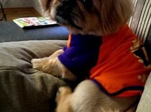 Pekines