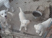 Labrador