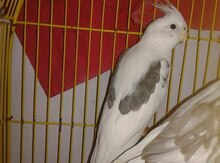 Tutuquşu