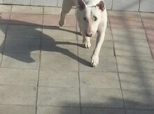 Pitbul
