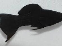 "Molinezi" balıqları