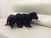 Labrador