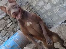 Pitbul