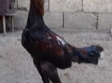 Heyrati beçə