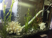 Akvarium və balıqlar