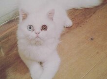 Pers pişiyi