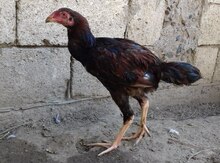 Heyrati cücələr