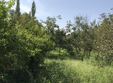 1200 sot torpaq sahəsi, Göyçay r.