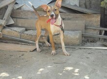 Pitbul