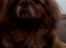 Pekines