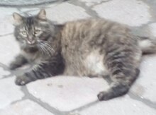 Отдам кошку в добрые руки