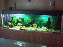 Akvariumlar