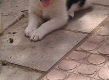 Alabay