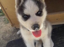 Haski