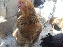 Brama toyuqları