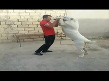 Cütləşdirmək üçün alabay