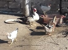 Lal ordək