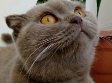 Шотландский вислоухий